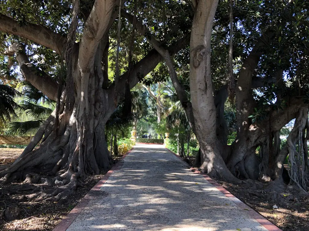 San Anton large Ficus tree pathway