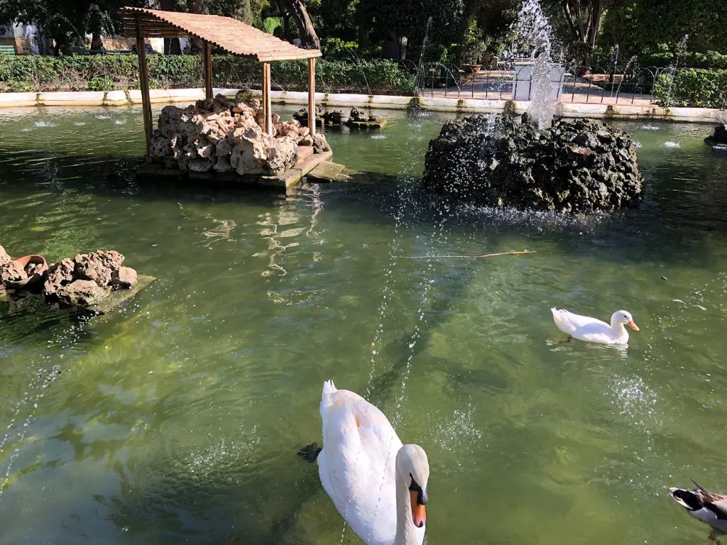 Swans and duck pond at San Anton