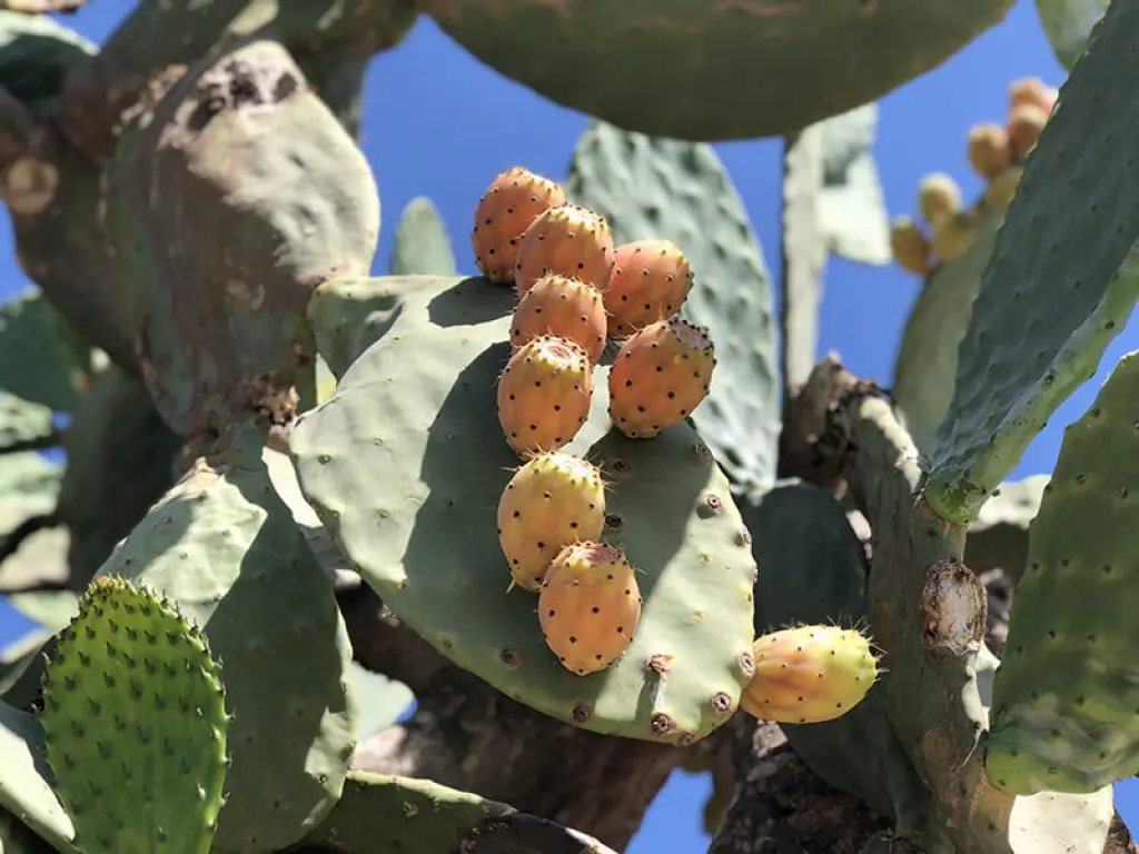 Prickly pear fruit