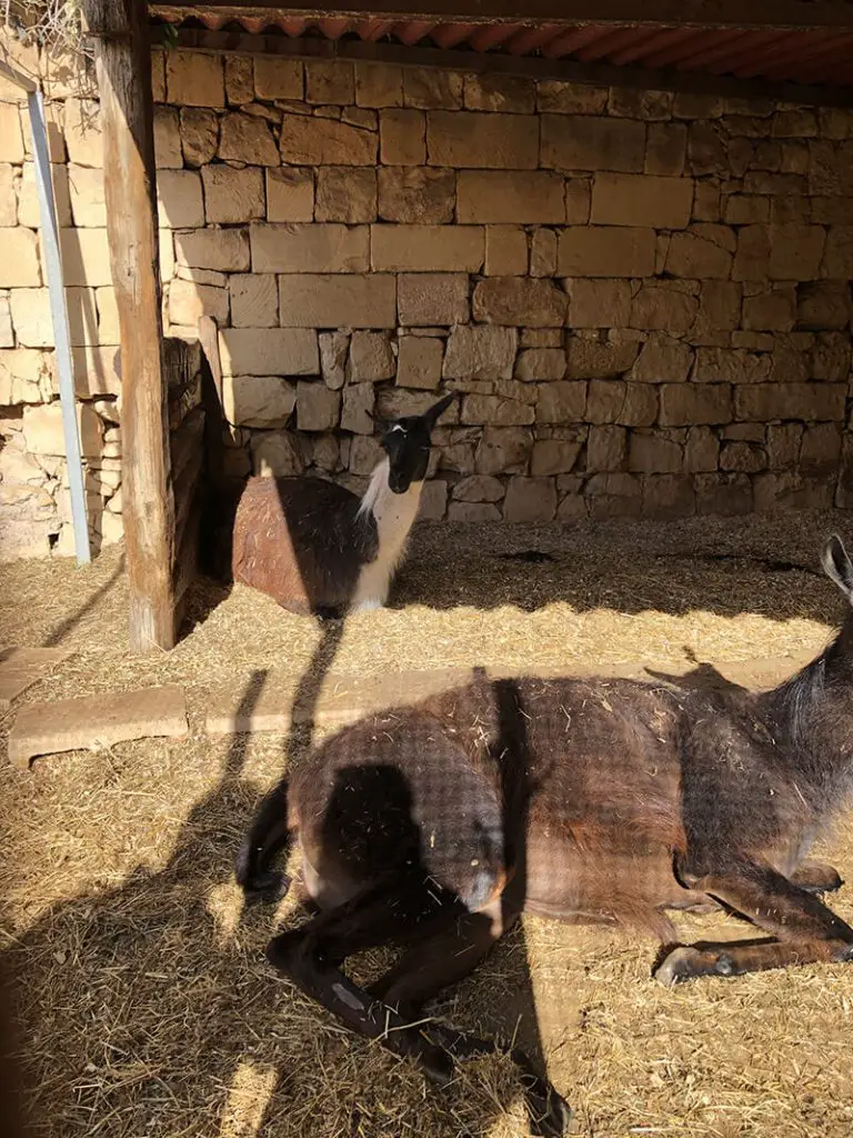 Kitchen Garden - lama