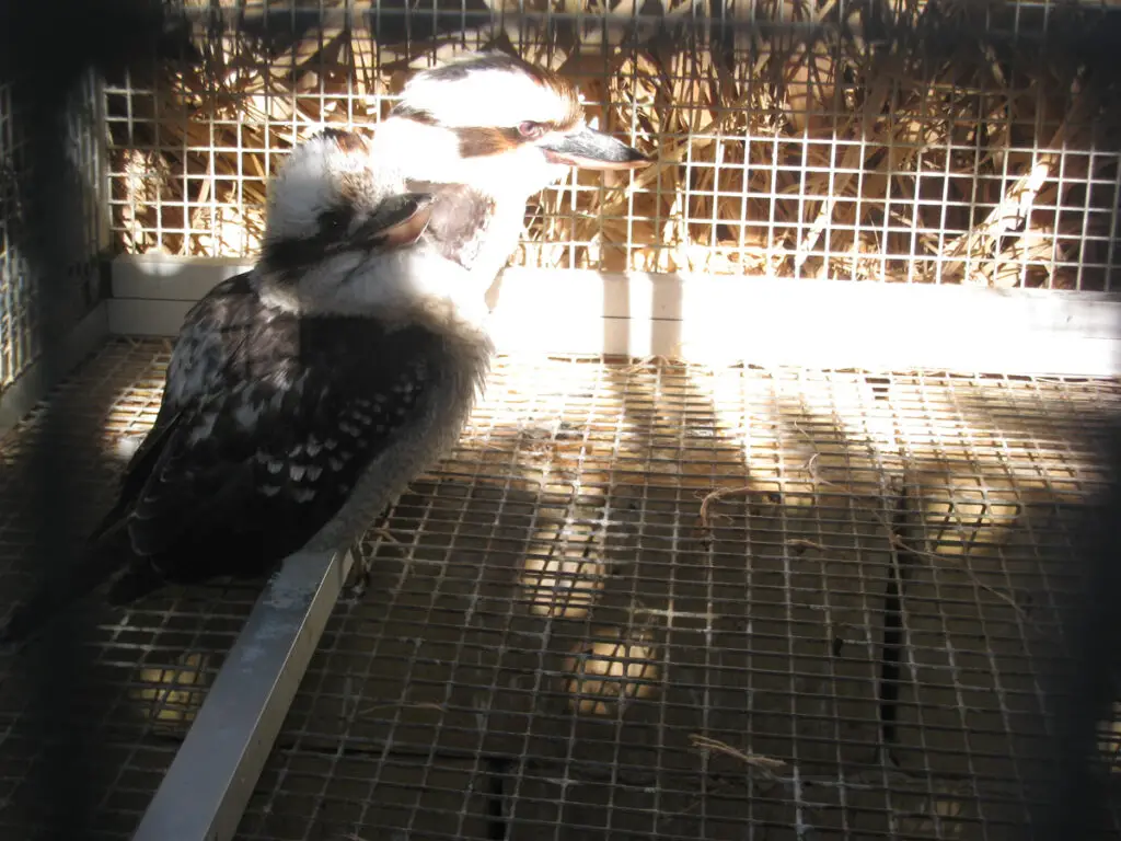 Kookaburras