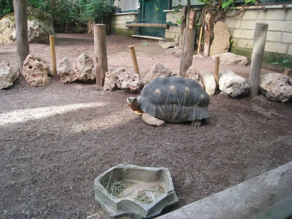Tortoise in the Bioparco Rome zoo