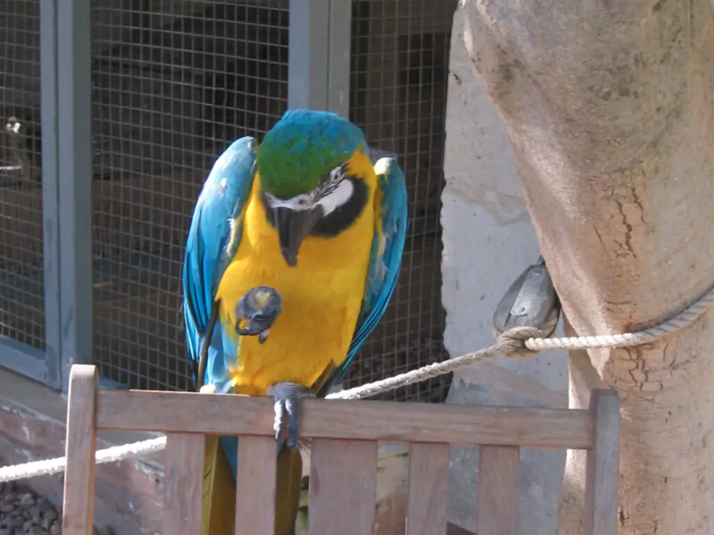 Bird park parrot