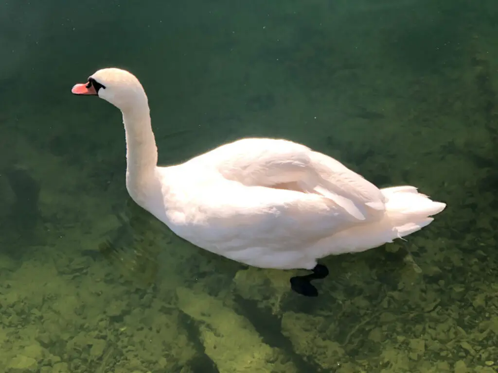 Swan