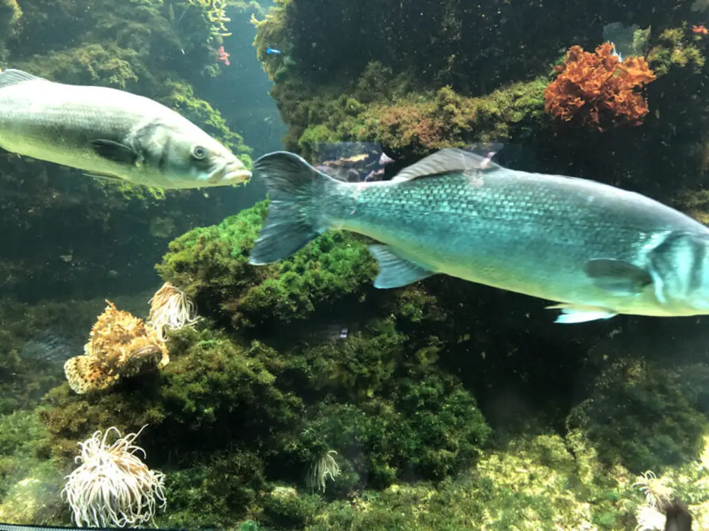 Fish in aquarium