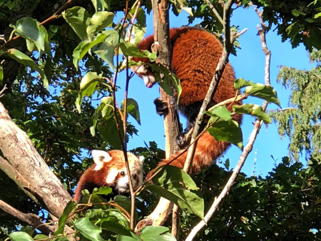 red panda