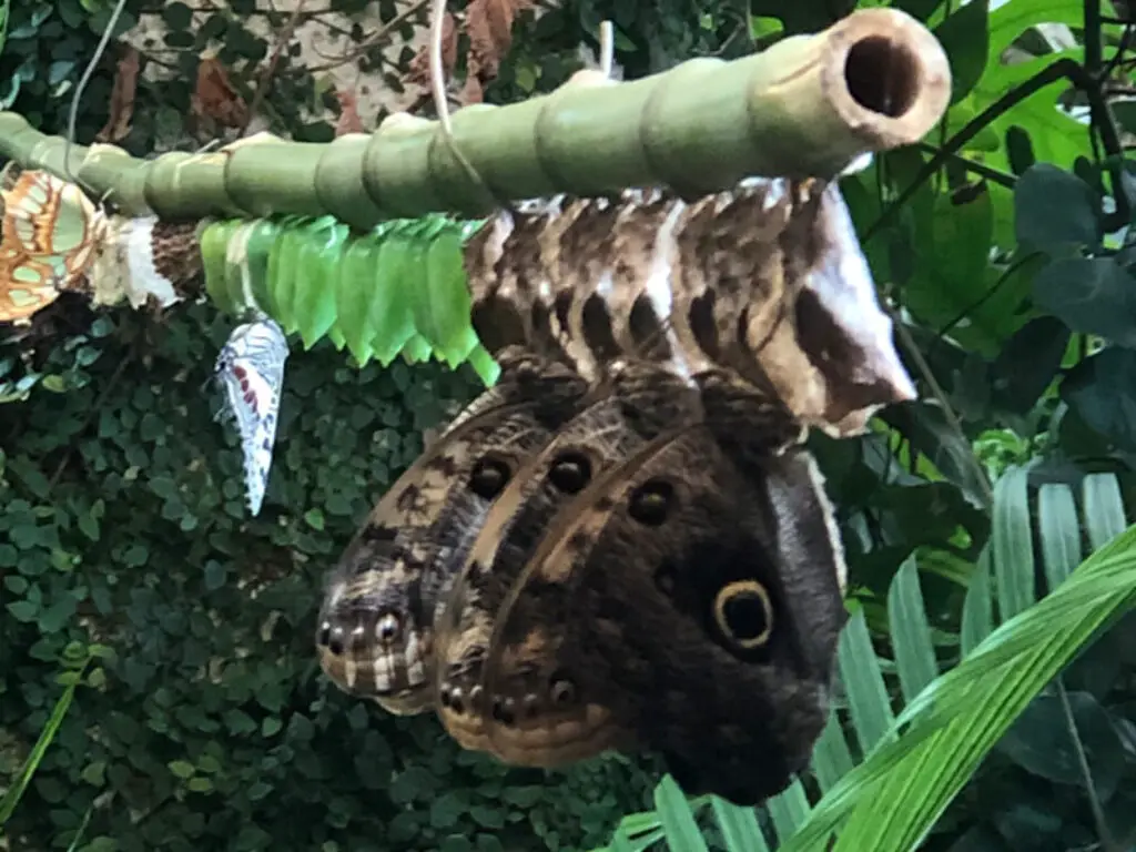 Butterflies hanging upside down