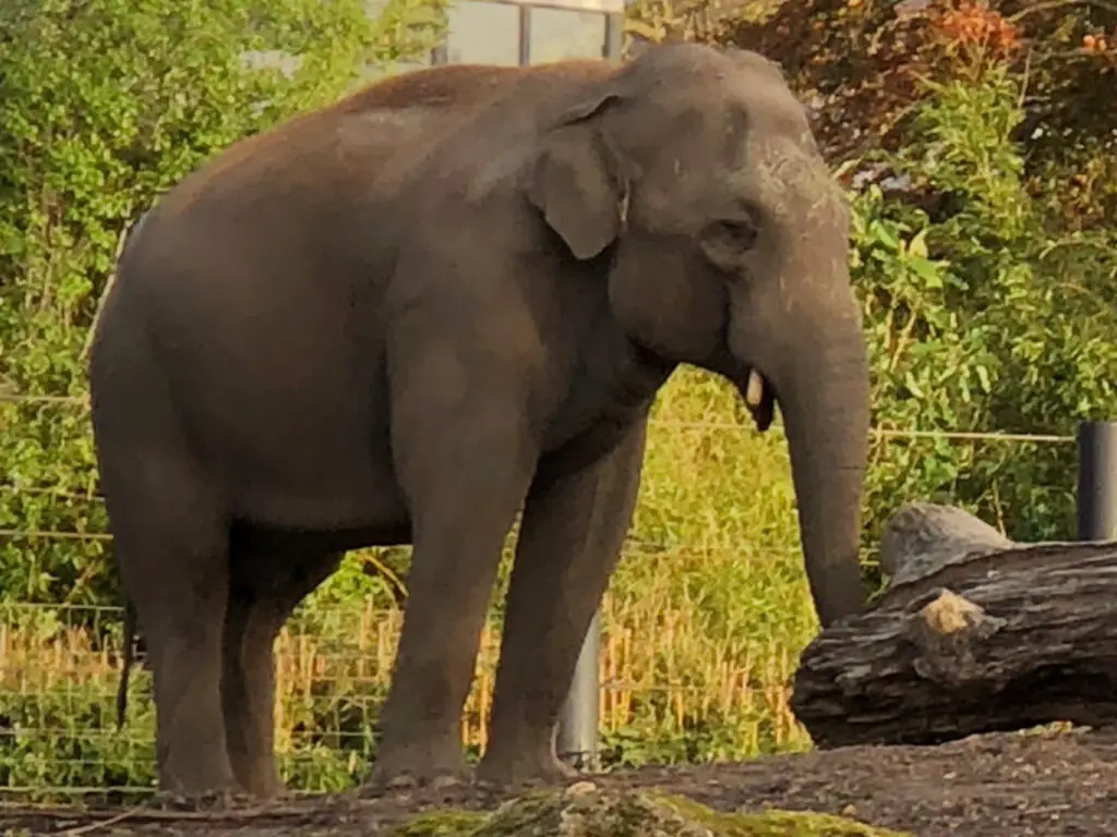 Elephant