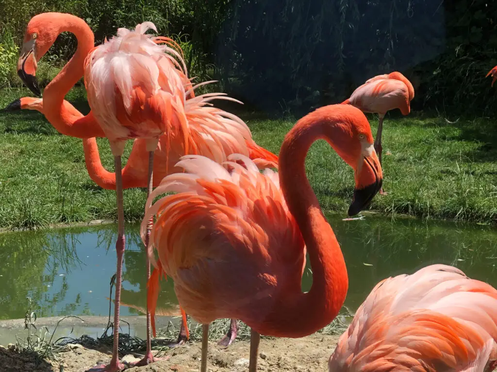 Flamingos