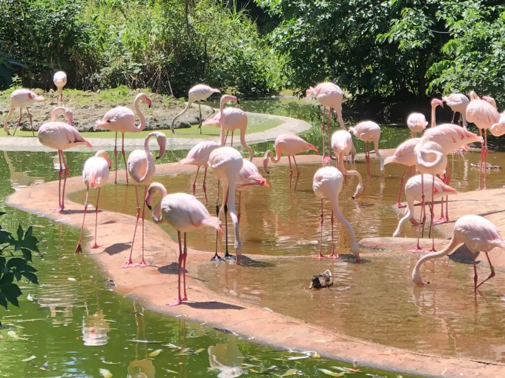 Pink flamingos