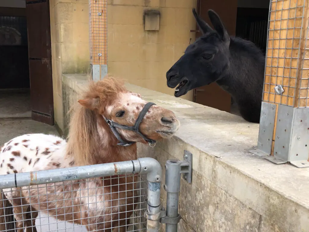 Petting Farm ta Qali