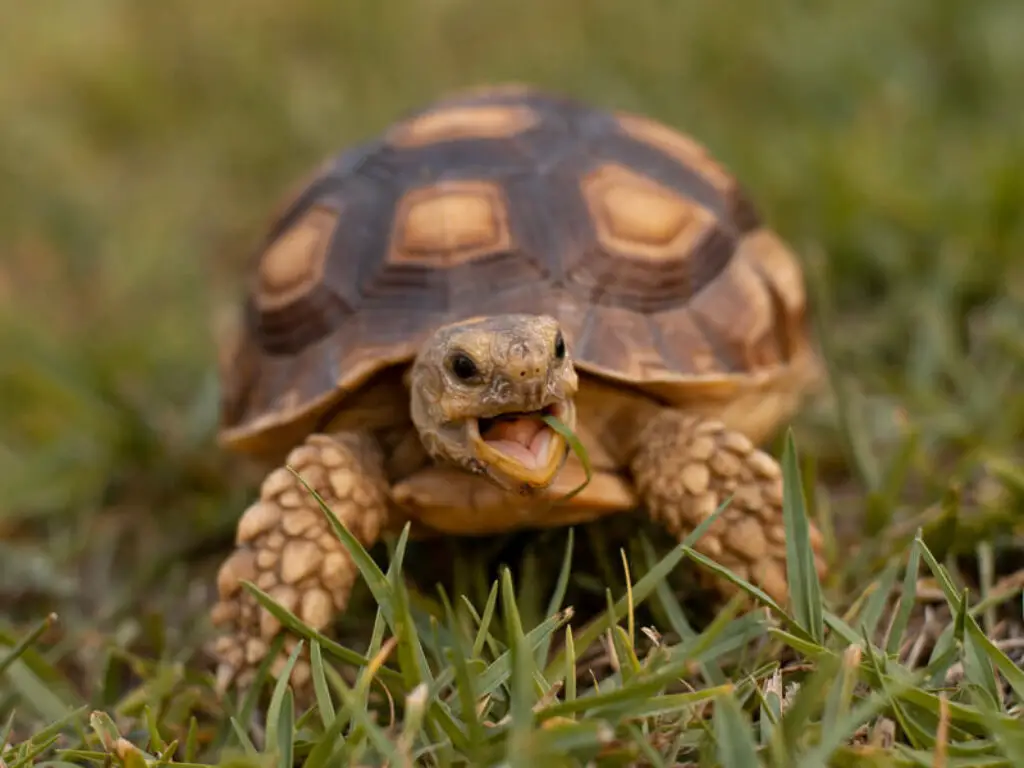 Tortoise