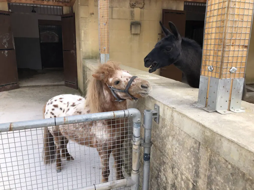 Petting Farm ta Qali