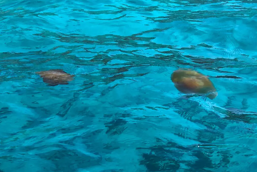 Mediterranean Jellyfish Cotylorhiza Tuberculata in Malta