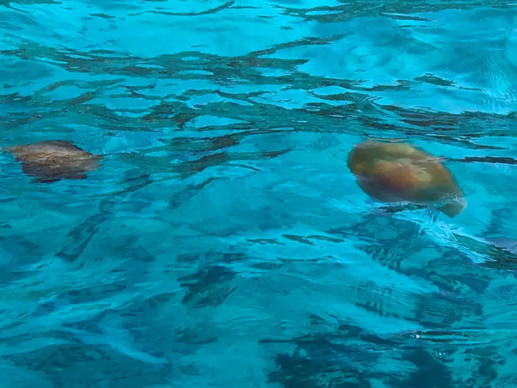 Mediterranean Jellyfish in Malta