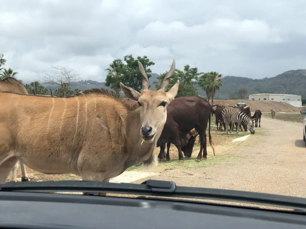 Safari Zoo