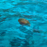 Jellyfish in Sardinia